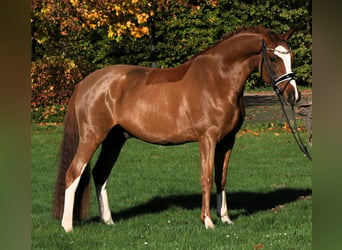 Poni alemán, Caballo castrado, 4 años, 147 cm, Alazán