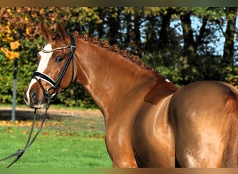 Poni alemán, Caballo castrado, 4 años, 147 cm, Alazán