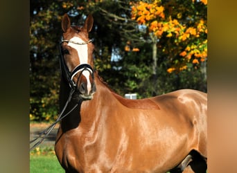 Poni alemán, Caballo castrado, 4 años, 147 cm, Alazán