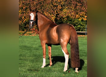 Poni alemán, Caballo castrado, 4 años, 147 cm, Alazán