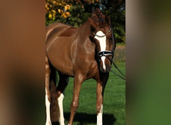 Poni alemán, Caballo castrado, 4 años, 147 cm, Alazán