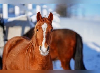 Poni alemán Mestizo, Caballo castrado, 4 años, 147 cm, Alazán