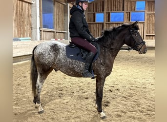 Poni alemán, Caballo castrado, 4 años, 147 cm