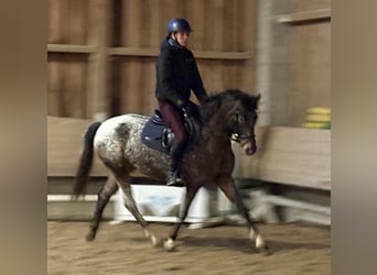 Poni alemán, Caballo castrado, 4 años, 147 cm