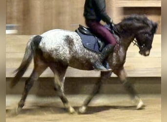 Poni alemán, Caballo castrado, 4 años, 147 cm
