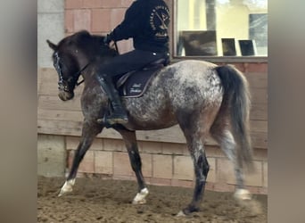 Poni alemán, Caballo castrado, 4 años, 147 cm