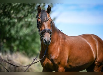 Poni alemán, Caballo castrado, 4 años, 147 cm, Castaño