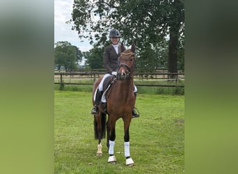 Poni alemán, Caballo castrado, 4 años, 147 cm, Castaño