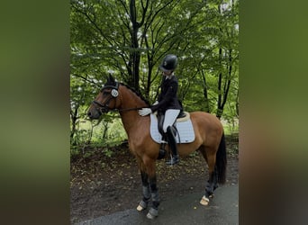 Poni alemán, Caballo castrado, 4 años, 147 cm, Castaño