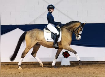 Poni alemán, Caballo castrado, 4 años, 147 cm, Castaño