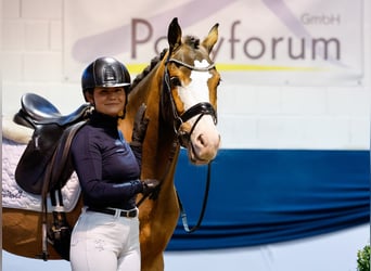 Poni alemán, Caballo castrado, 4 años, 147 cm, Castaño