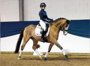 Poni alemán, Caballo castrado, 4 años, 147 cm, Castaño