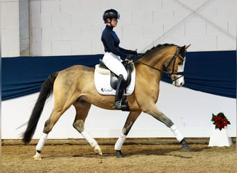 Poni alemán, Caballo castrado, 4 años, 147 cm, Castaño