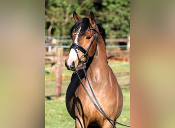 Poni alemán, Caballo castrado, 4 años, 147 cm, Castaño