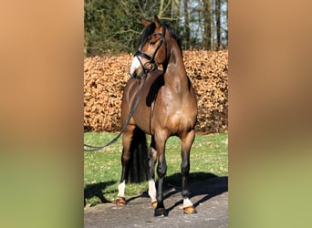 Poni alemán, Caballo castrado, 4 años, 147 cm, Castaño