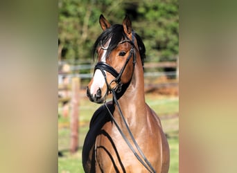 Poni alemán, Caballo castrado, 4 años, 147 cm, Castaño