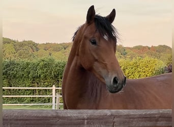 Poni alemán, Caballo castrado, 4 años, 147 cm, Castaño