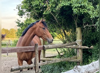 Poni alemán, Caballo castrado, 4 años, 147 cm, Castaño