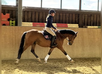 Poni alemán, Caballo castrado, 4 años, 147 cm, Castaño