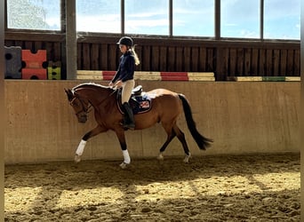 Poni alemán, Caballo castrado, 4 años, 147 cm, Castaño