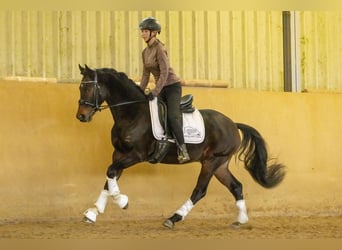 Poni alemán, Caballo castrado, 4 años, 147 cm, Castaño oscuro
