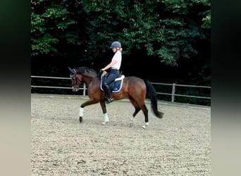 Poni alemán, Caballo castrado, 4 años, 147 cm, Castaño oscuro