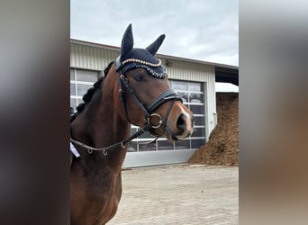 Poni alemán, Caballo castrado, 4 años, 147 cm, Castaño oscuro