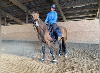 Poni alemán, Caballo castrado, 4 años, 147 cm, Castaño oscuro