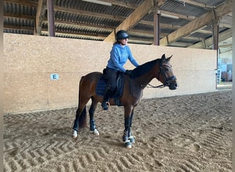 Poni alemán, Caballo castrado, 4 años, 147 cm, Castaño oscuro