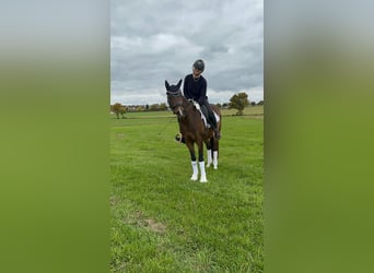 Poni alemán, Caballo castrado, 4 años, 147 cm, Castaño oscuro