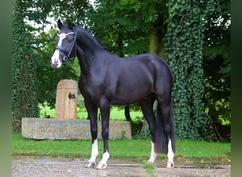 Poni alemán, Caballo castrado, 4 años, 147 cm, Castaño oscuro