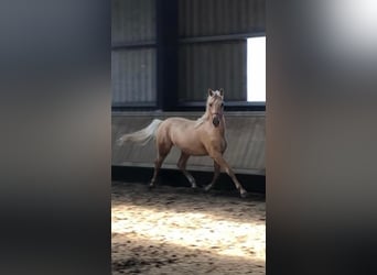 Poni alemán, Caballo castrado, 4 años, 147 cm, Dunalino (Cervuno x Palomino)