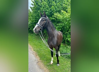 Poni alemán, Caballo castrado, 4 años, 147 cm, Morcillo