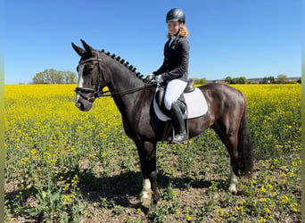 Poni alemán, Caballo castrado, 4 años, 147 cm, Morcillo