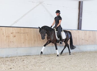 Poni alemán, Caballo castrado, 4 años, 147 cm, Negro