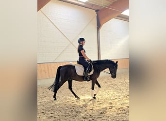 Poni alemán, Caballo castrado, 4 años, 147 cm, Negro