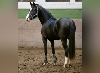 Poni alemán, Caballo castrado, 4 años, 147 cm, Negro