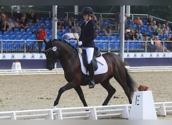 Poni alemán, Caballo castrado, 4 años, 147 cm, Negro