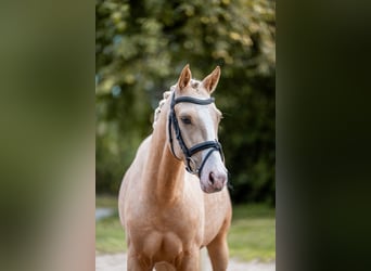 Poni alemán, Caballo castrado, 4 años, 147 cm, Palomino