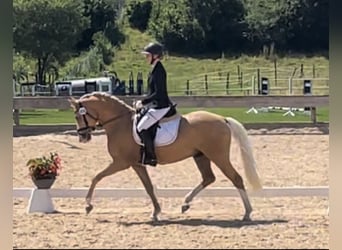 Poni alemán, Caballo castrado, 4 años, 147 cm, Palomino