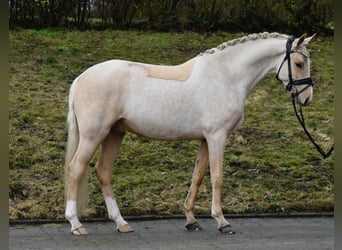 Poni alemán, Caballo castrado, 4 años, 147 cm, Palomino