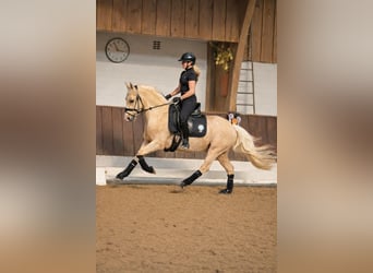 Poni alemán, Caballo castrado, 4 años, 147 cm, Palomino