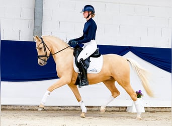 Poni alemán, Caballo castrado, 4 años, 147 cm, Palomino