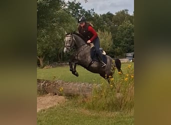 Poni alemán, Caballo castrado, 4 años, 147 cm, Tordo
