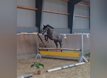 Poni alemán, Caballo castrado, 4 años, 147 cm, Tordo