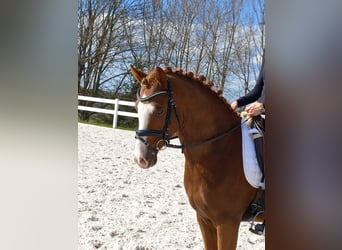 Poni alemán, Caballo castrado, 4 años, 148 cm, Alazán