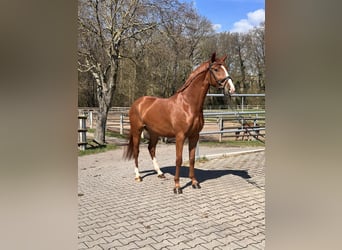 Poni alemán, Caballo castrado, 4 años, 148 cm, Alazán