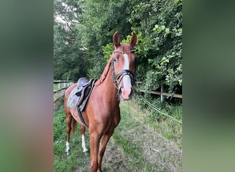 Poni alemán, Caballo castrado, 4 años, 148 cm, Alazán