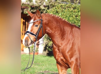 Poni alemán, Caballo castrado, 4 años, 148 cm, Alazán