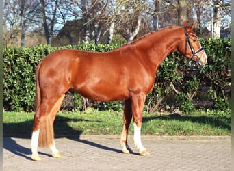 Poni alemán, Caballo castrado, 4 años, 148 cm, Alazán